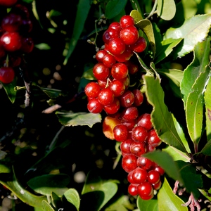 Grappe de fruits rouges au milieu de feuilles vertes - France  - collection de photos clin d'oeil, catégorie plantes